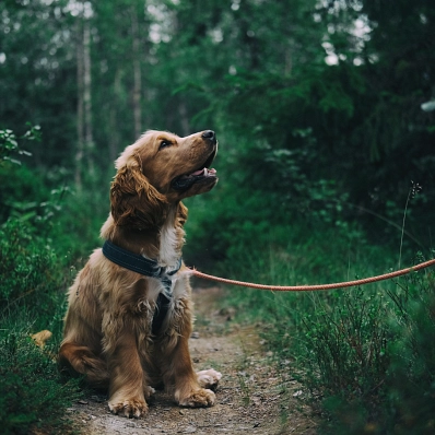 Hund an der Leine im Wald&nbsp;&copy;&nbsp;canva