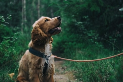 Hund Hund an der Leine im Wald